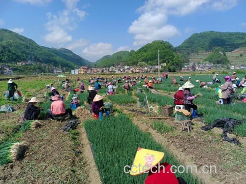 小葱籽烹饪示意图
