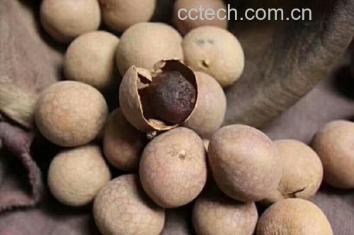 桂圆干与新鲜龙眼对比图