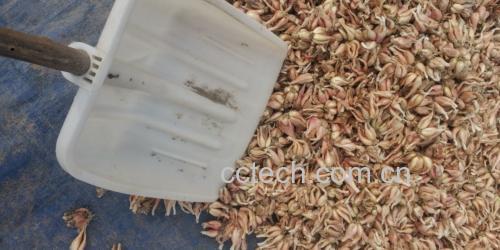 小葱拌豆腐的食材准备过程