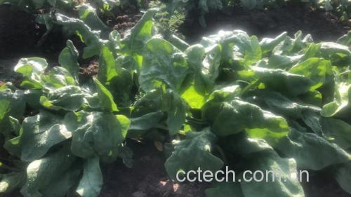 菠菜叶片在阳光下进行光合作用