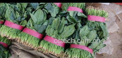 市场中新鲜的绿色菠菜摊位