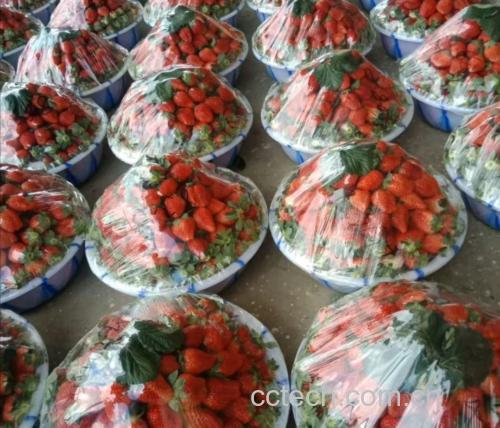 草莓脆装罐保存图