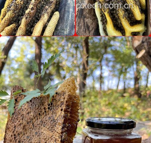 蜂蜜与桑葚分层装罐图示