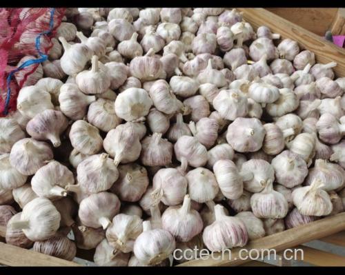 恒温发酵中的大蒜