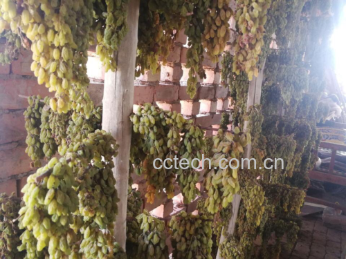 博美犬在草地上享受水果零食