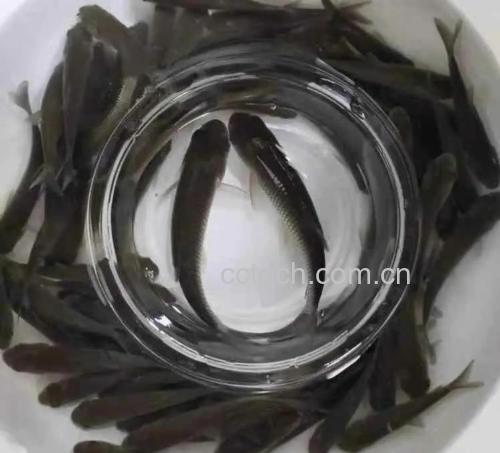 草鱼焯水过程
