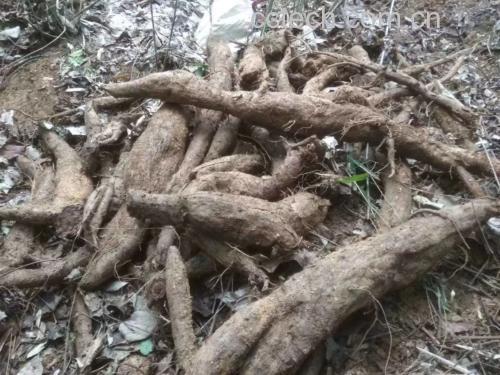 吃土豆丝后排便仍可见完整土豆丝