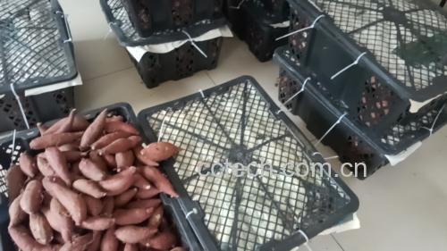 红薯冷藏保存示意图