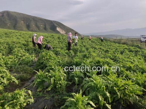 野菜采集现场