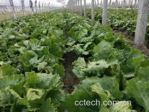 球生菜与散叶生菜对比图