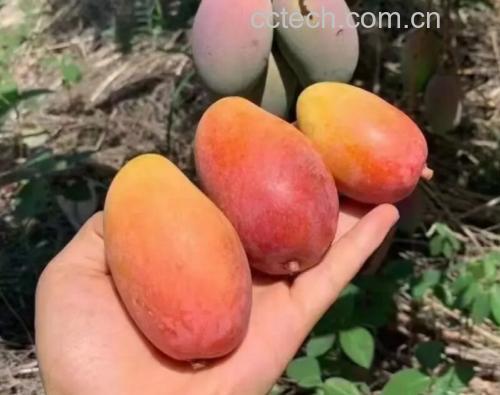 贵妃芒沙拉摆盘图
