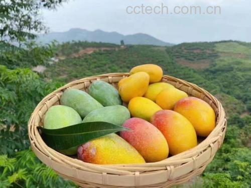 贵妃芒与其他水果拼盘
