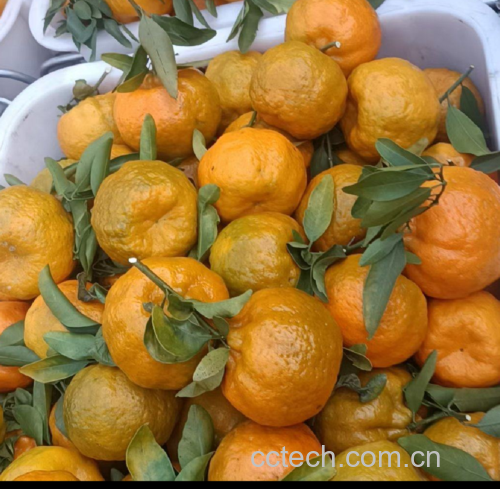 小柑胎腌制品