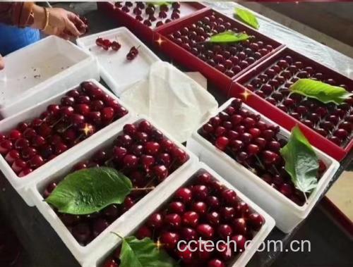 红灯樱桃包装与冷藏示意图