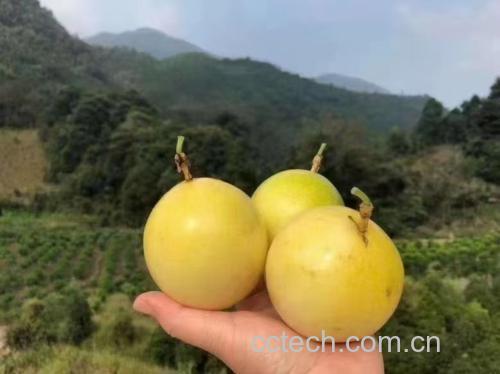 黄金百香果搭配水果盘图示