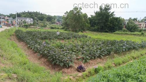 高丽参种植基地实景图