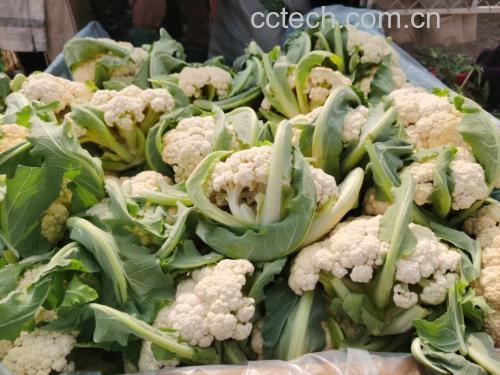 菜花叶烹饪示意图