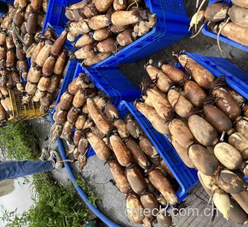 香芹和莲藕新鲜食材摆放在案板上