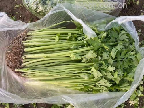 香芹叶子与茎部对比图