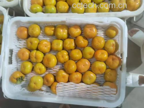 甜橙牛奶成品图
