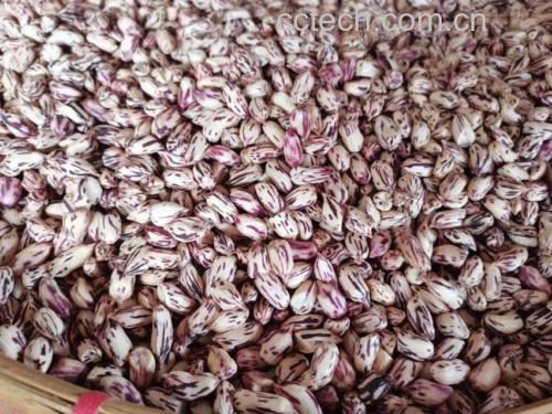 无籽克伦生葡萄与其他健康食材组成的拼盘