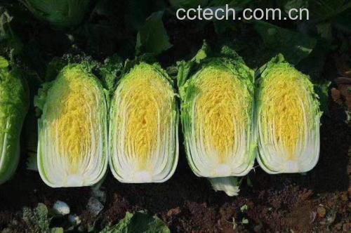 红菜苔与普通菜心对比图