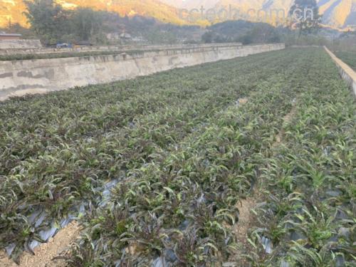 红菜苔田间生长实景图