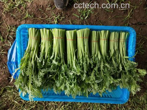 茼蒿菜肴成品图