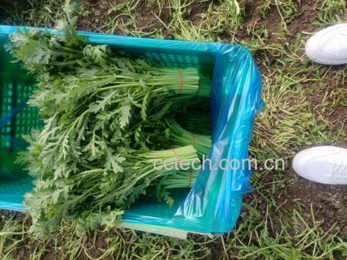 新鲜采摘的蒿子杆与空心菜摆放在竹篮中