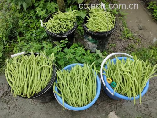 无筋豆焯水过程图