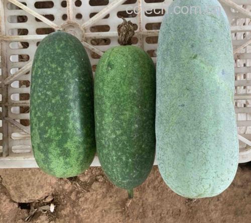 香芋味冬瓜料理图示