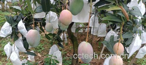 芒果储存方法示意图
