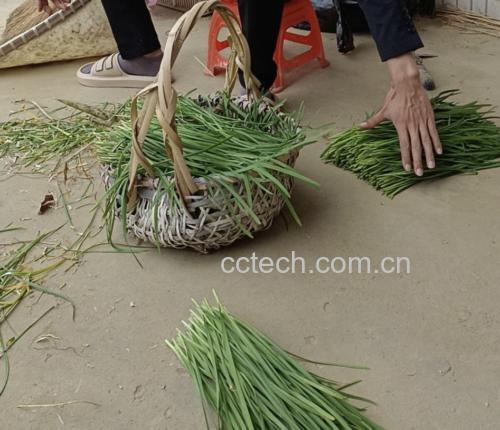 新鲜采摘的绿色韭菜,摆放在竹篮中