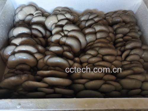 炒蘑菇放韭菜成品图