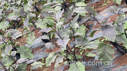地茄子植株与果实特写