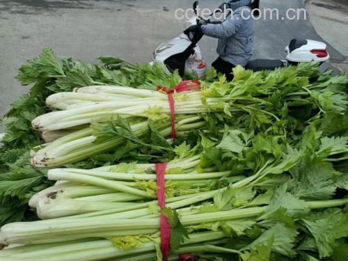 低血压人群正在准备健康食材