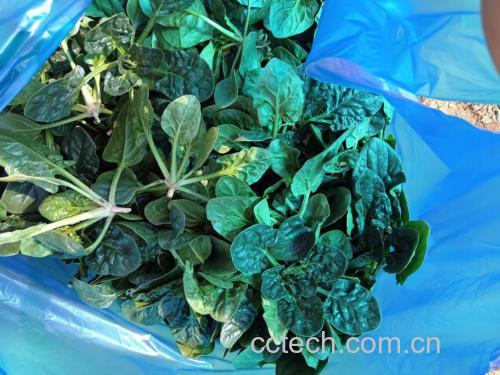 菠菜与豆浆搭配示意图