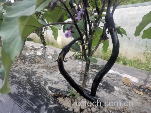 茄子植株图