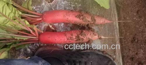 野生水晶萝卜实物图
