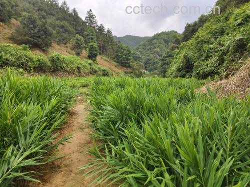 生姜与健康生活场景