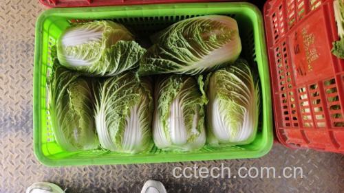 白菜饺子成品图
