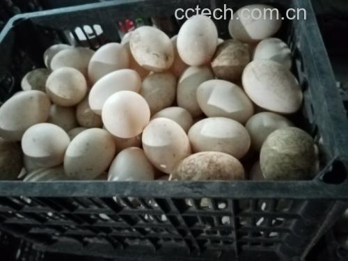 鸡蛋营养对比图
