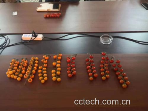 西红柿在常温下的保存状态