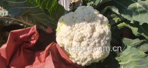 松花菜凉拌成品图