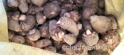 烤毛芋头烘烤过程图