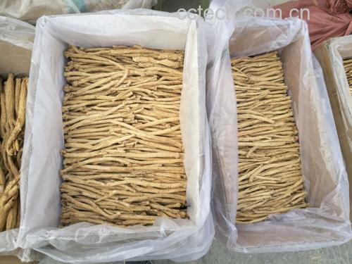 高山沙参干货展示图