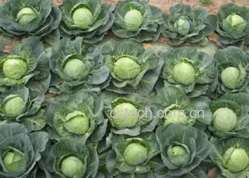 圆白菜与圆包菜对比图