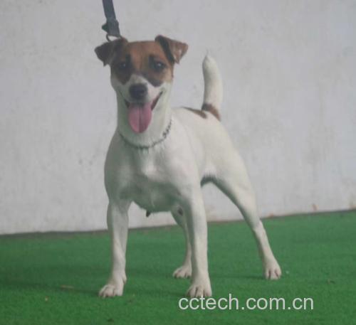 博美犬好奇地嗅着一串青提
