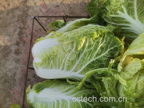 红菜苔与白菜在案板上整齐摆放