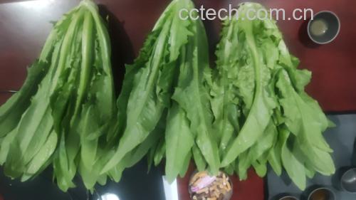 红菜苔分段切割过程图